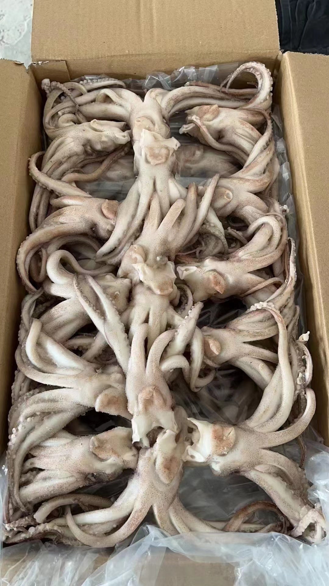 FROZEN SQUID TENTACLE